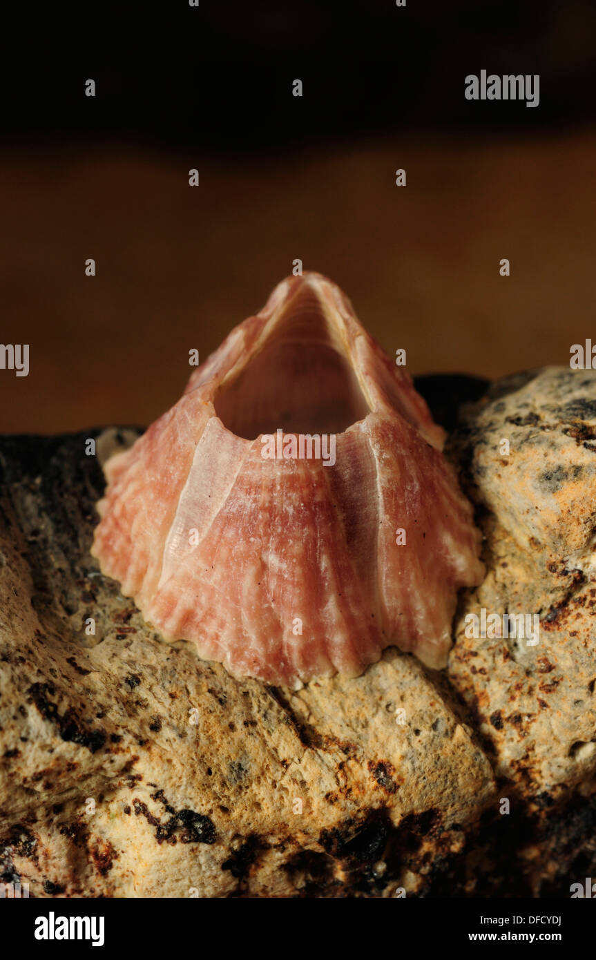 Acorn barnacle Balanus (sp). Foto Stock