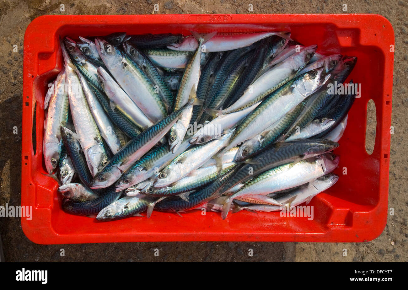 Appena pescato sgombri in rosso scatola in plastica visto dal di sopra, Cornwall, Inghilterra Foto Stock