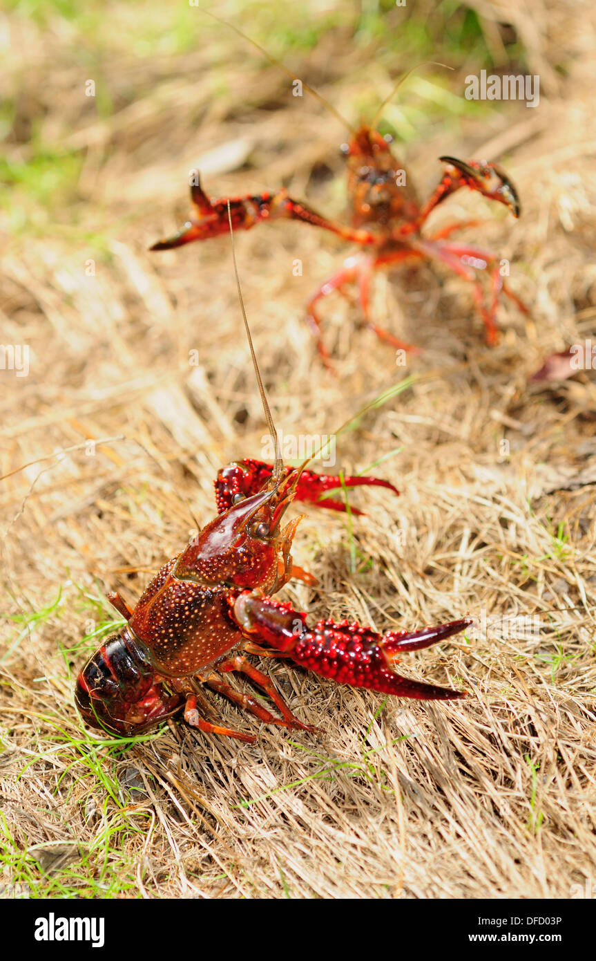 American gamberi di fiume (Procambarus clarkii) Foto Stock