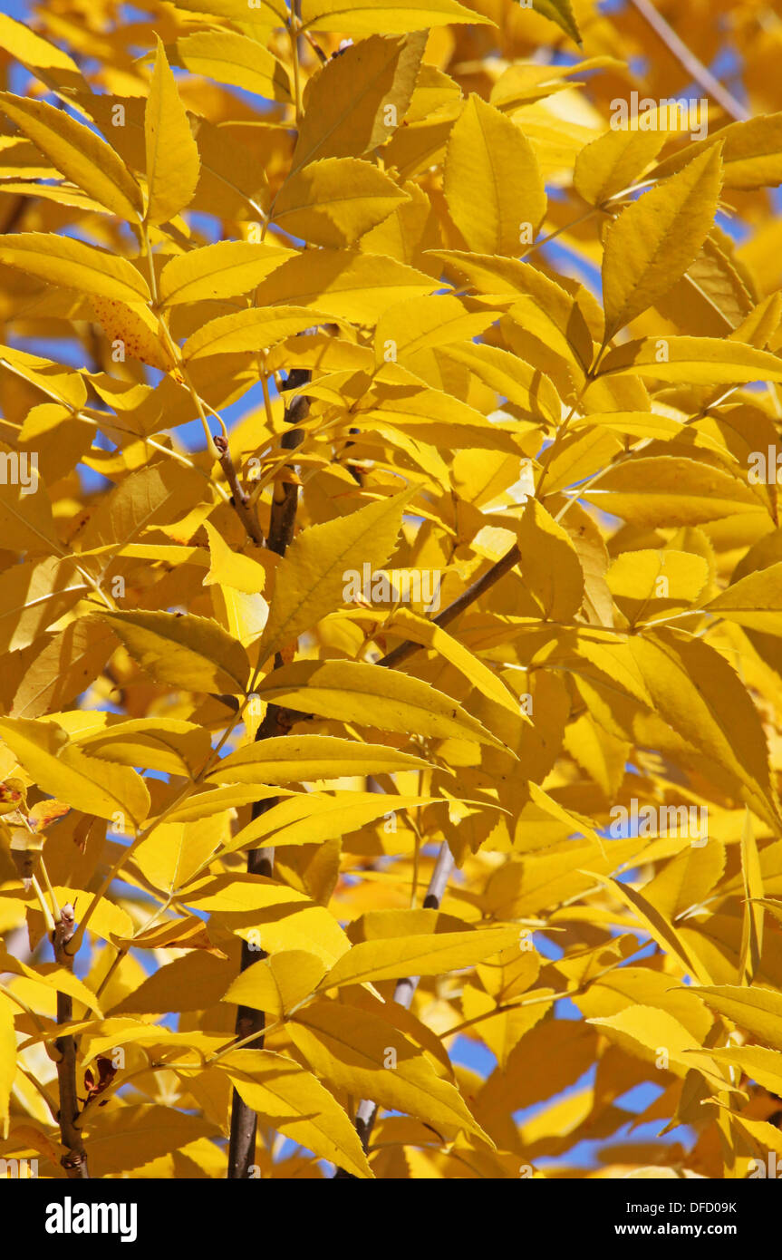Primo piano di foglie di giallo Foto Stock