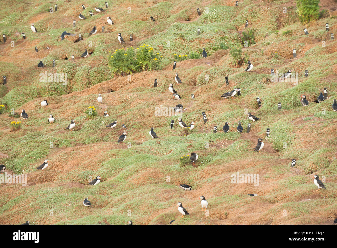 I puffini, Fratercula arctica, Skokholm, South Pembrokeshire, Wales, Regno Unito Foto Stock