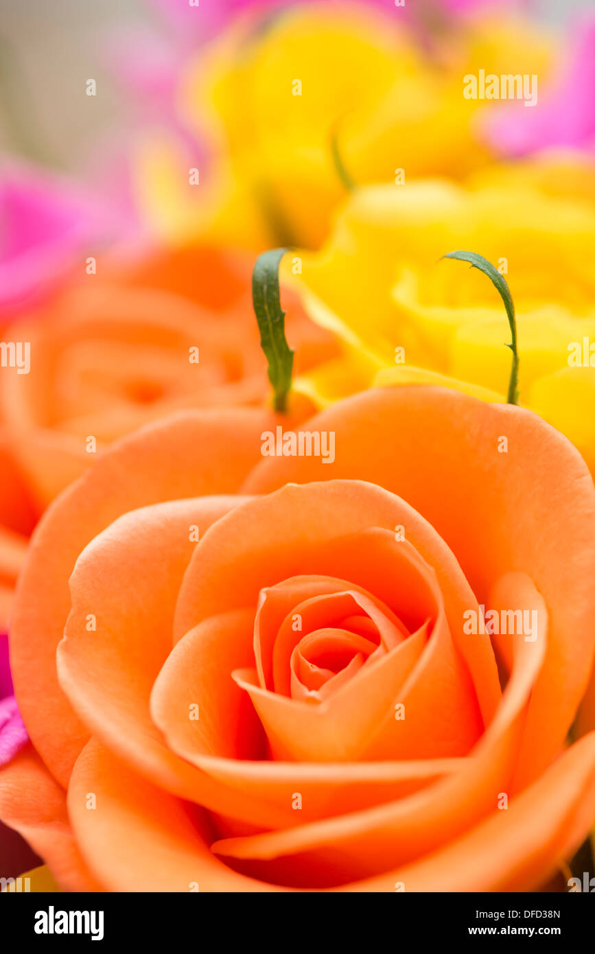 Close up di un mazzetto di arancione, rosa e giallo rose Foto Stock