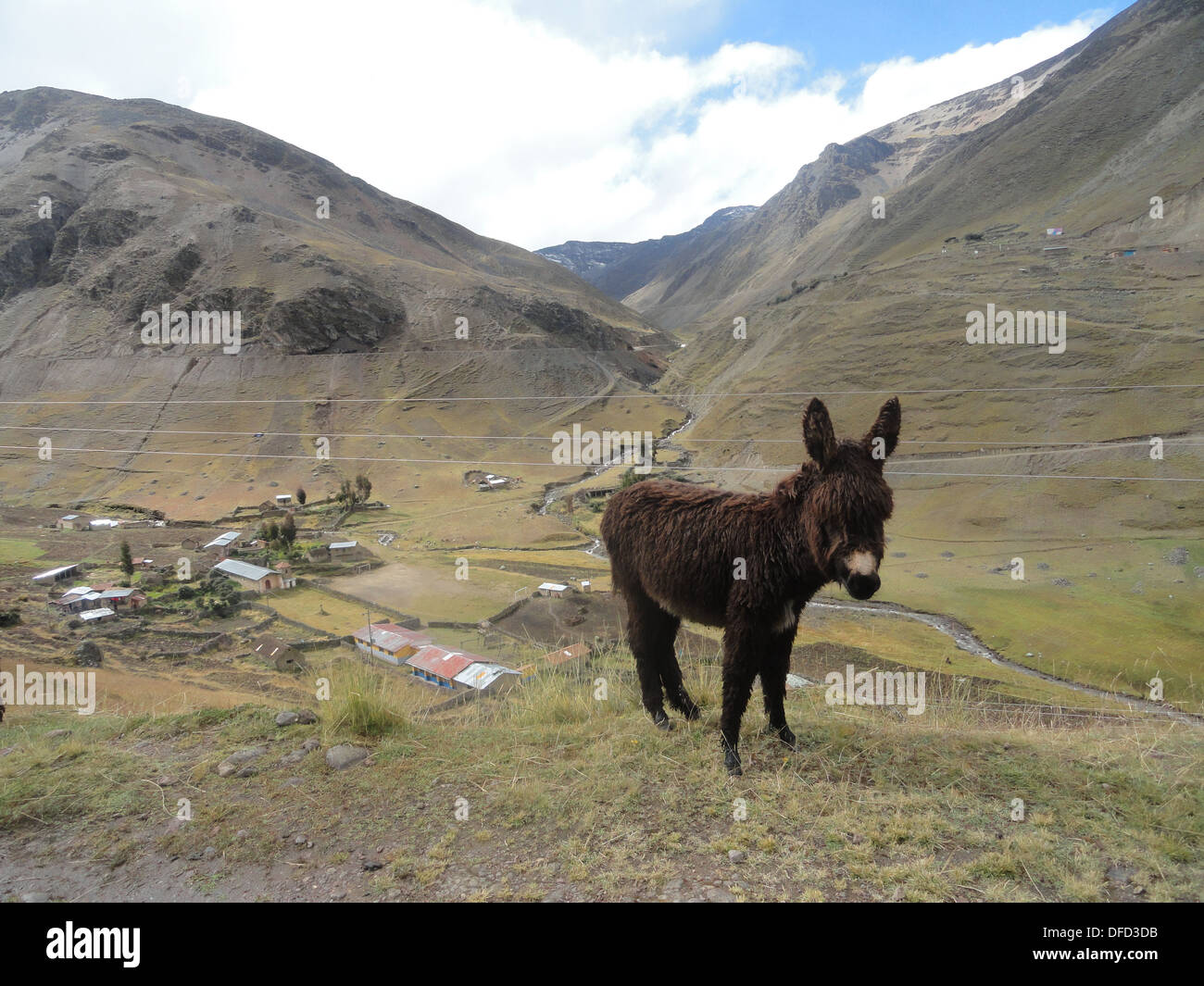 Un asino nelle Ande, il Lares trek vicino a Cusco, Perù Foto Stock