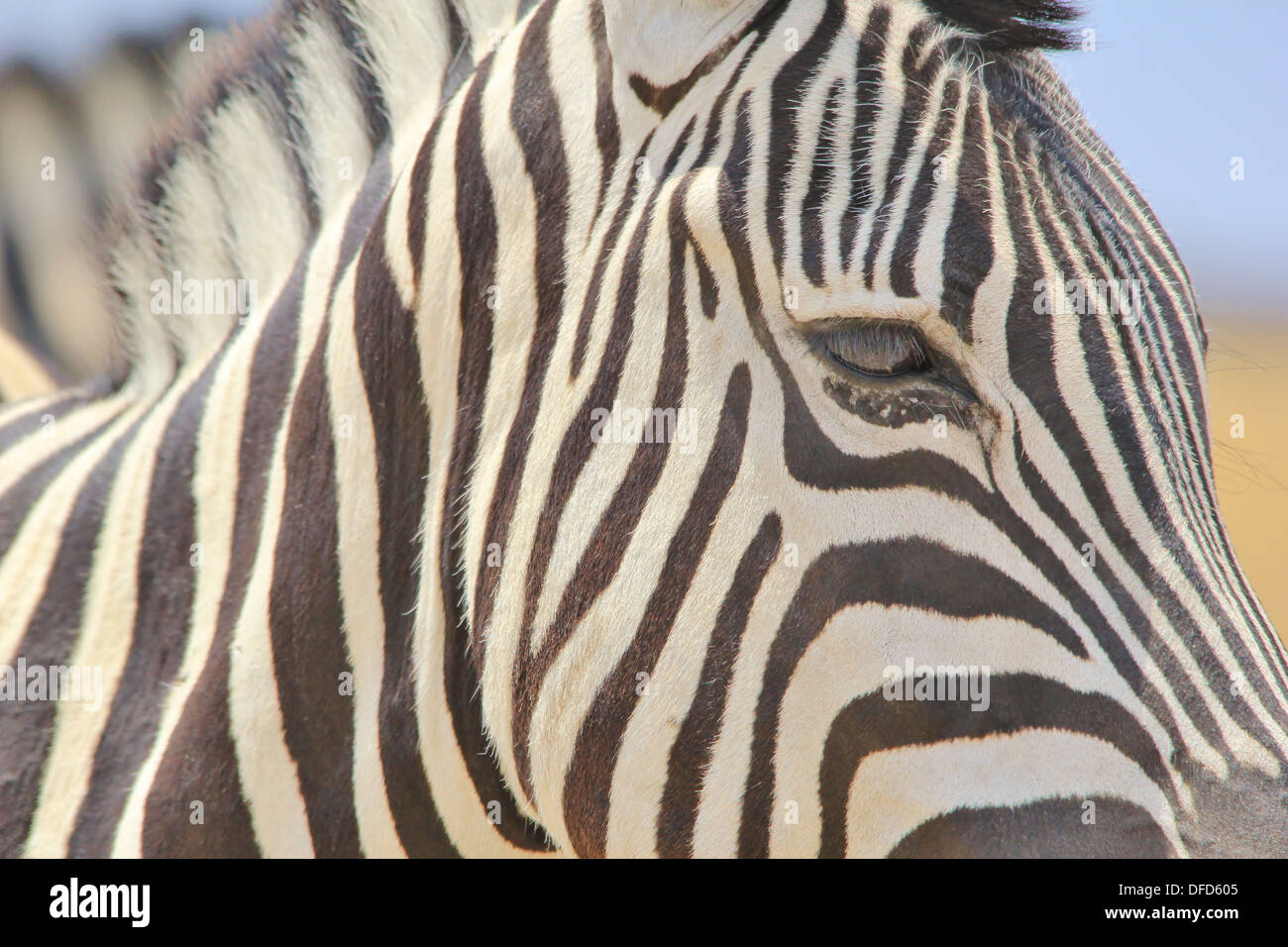 Zebra Burchell, della fauna selvatica - Sfondo dall Africa - il colore e la bellezza del regno animale attraverso strisce iconica Foto Stock