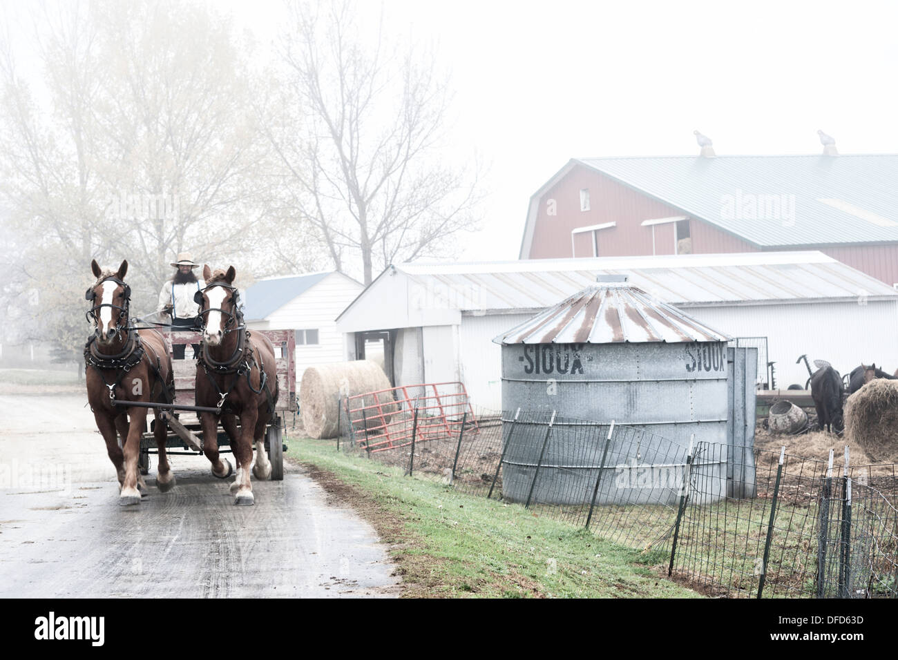 Uomo alla guida di due cavalli sulla fattoria Amish, Lanesboro, Minnesota, Stati Uniti d'America Foto Stock