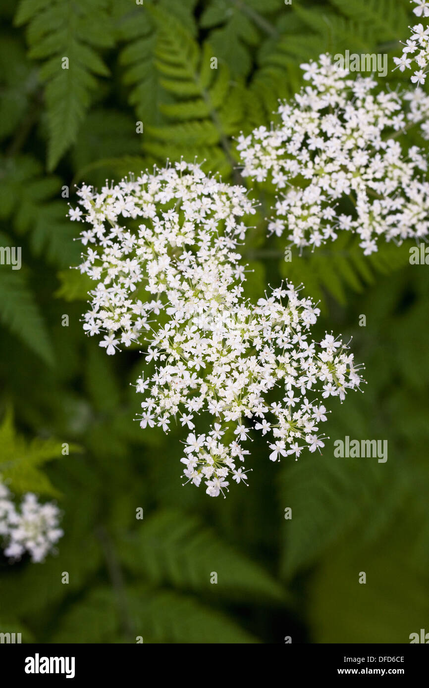 Anthriscus sylvestris. Mucca prezzemolo in un giardino inglese. Foto Stock