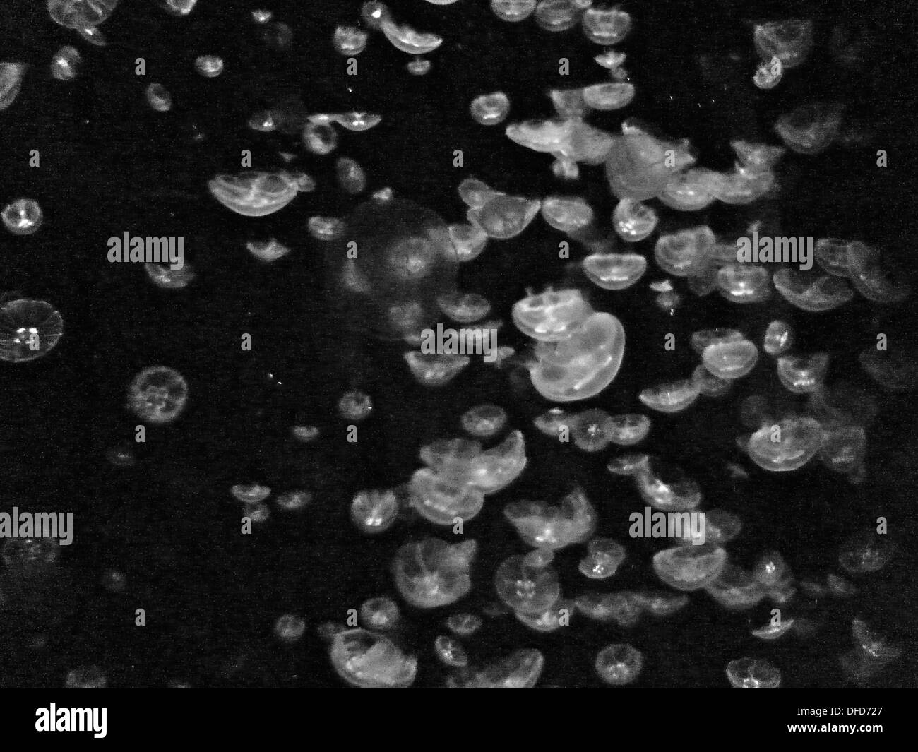 Meduse nuotare in un acquario Foto Stock
