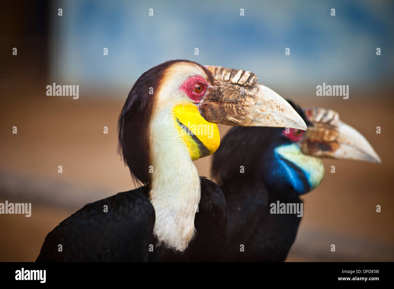 Hornbills, Labuan Bird Park Foto Stock