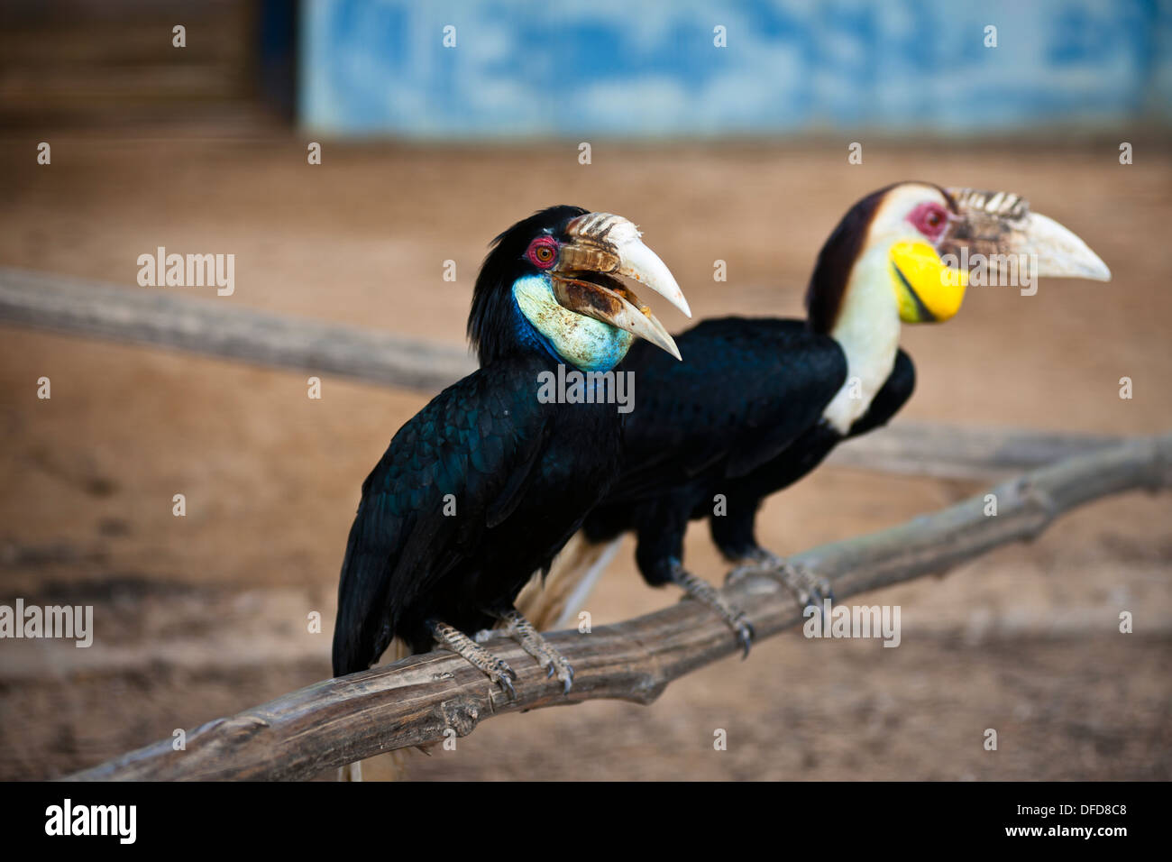 Coppia di hornbills, Labuan Bird Park Foto Stock