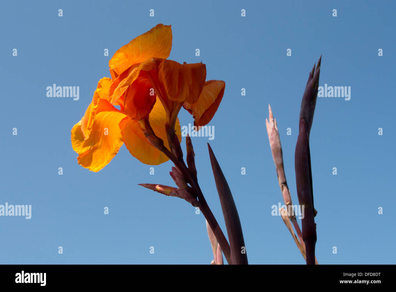 Arancione gladiola oro. Foto Stock