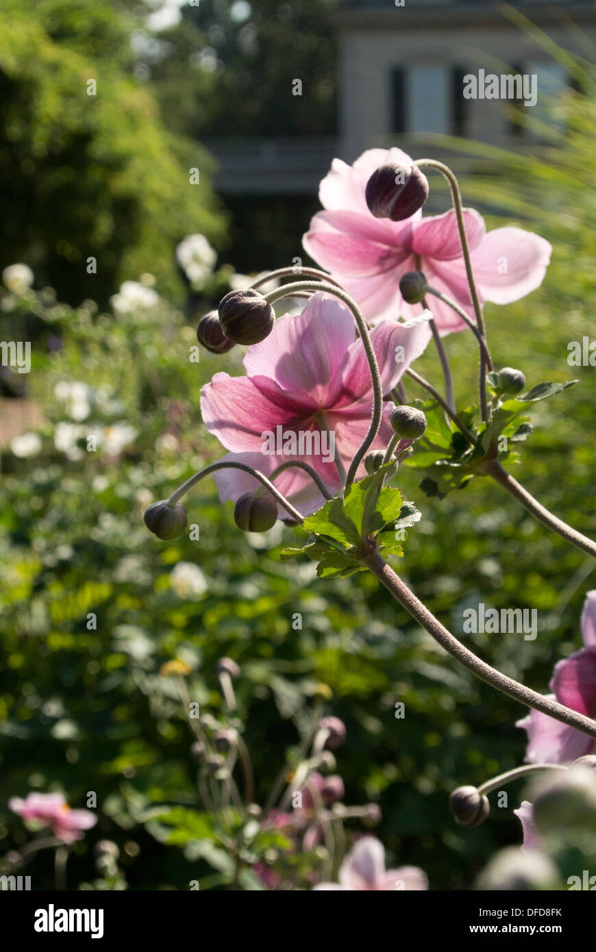 Pisello dolce e colore rosa fiore. Foto Stock