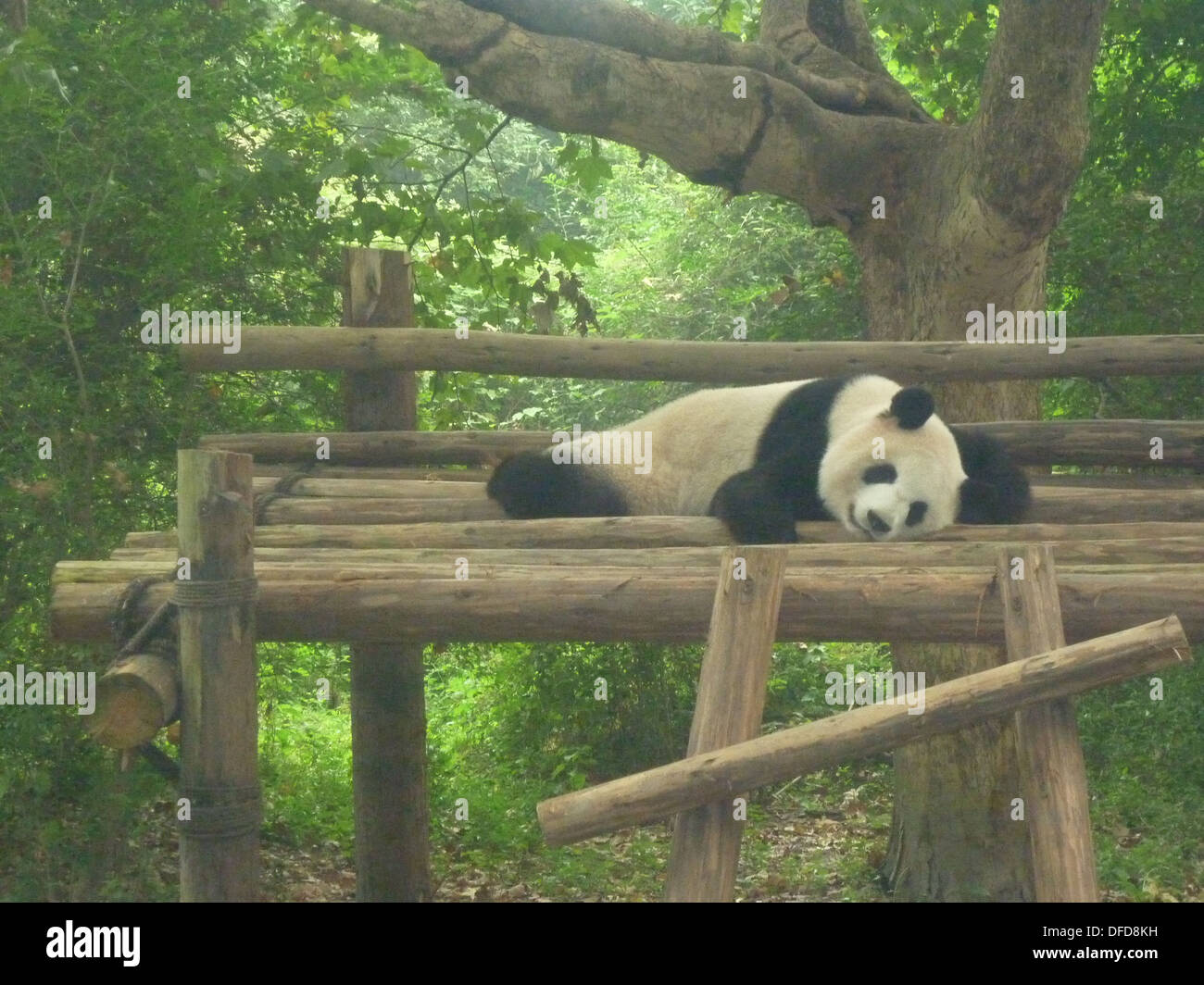 Panda gigante a Chengdu Panda Base, nella provincia di Sichuan, in Cina Foto Stock