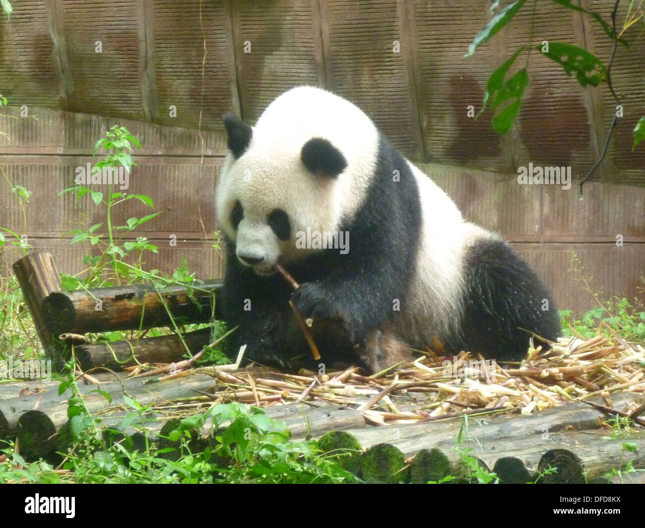Panda gigante a Chengdu Panda Base, nella provincia di Sichuan, in Cina Foto Stock
