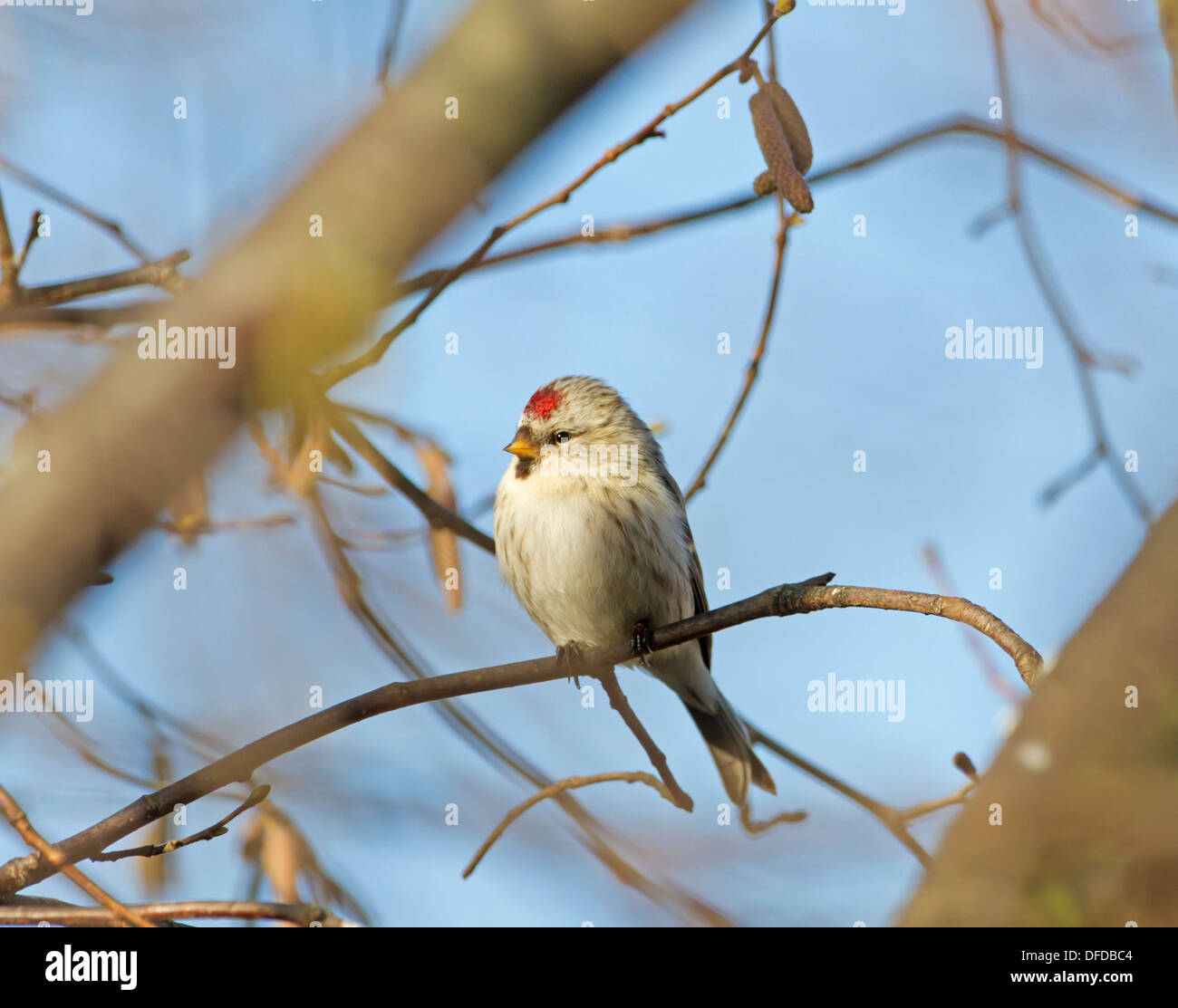 Coue's Redpoll artico - Carduelis hornemanni exilipes Foto Stock