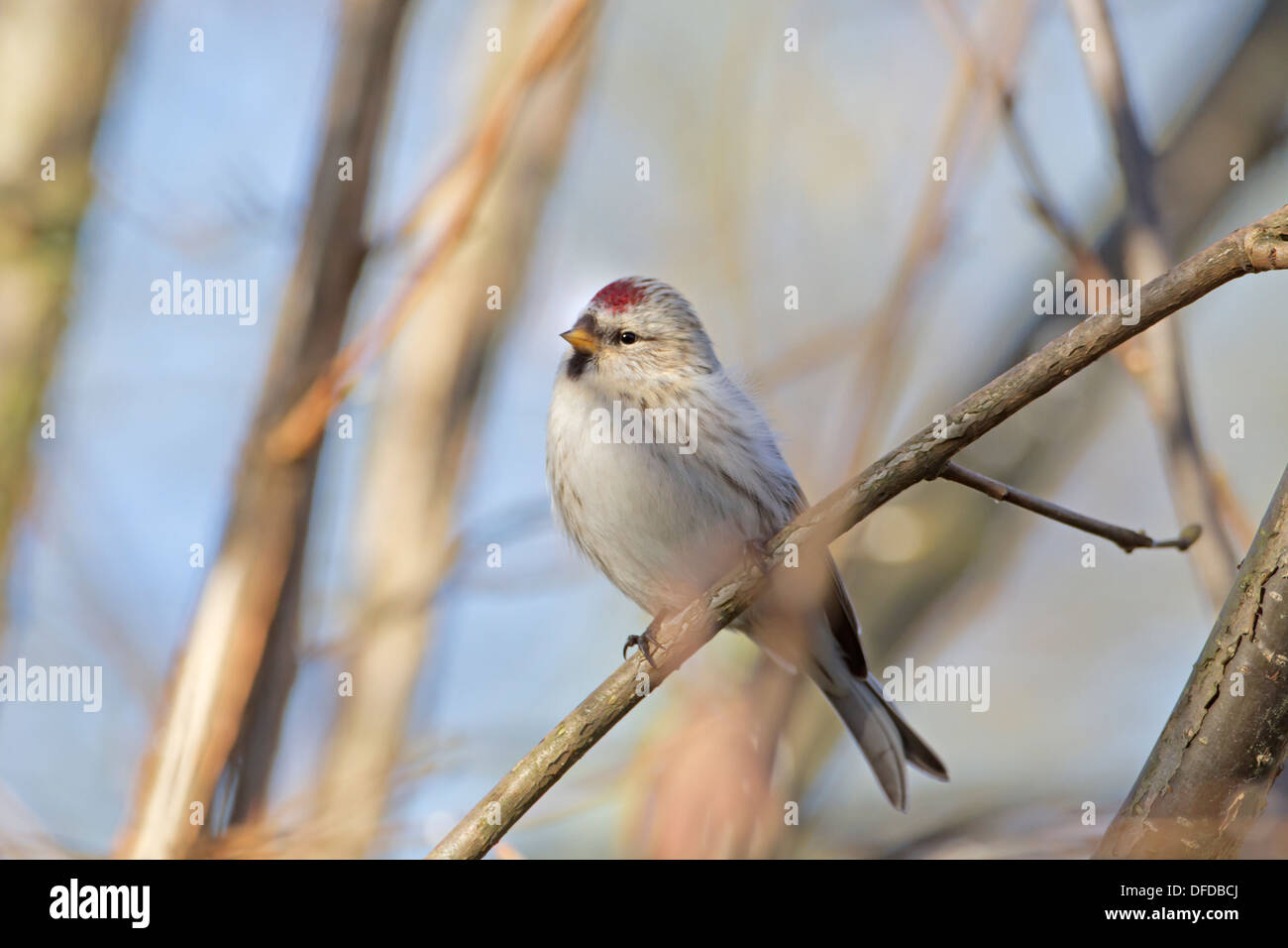 Coue's Redpoll artico - Carduelis hornemanni exilipes Foto Stock