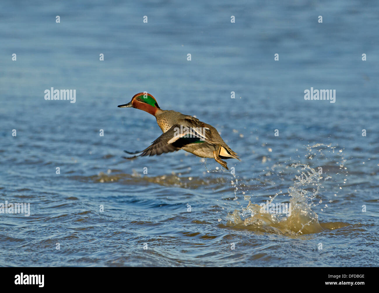 Alzavola Anas crecca Foto Stock