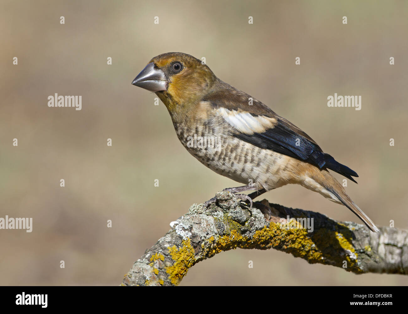 Hawfinch Coccothraustes coccothraustes Foto Stock
