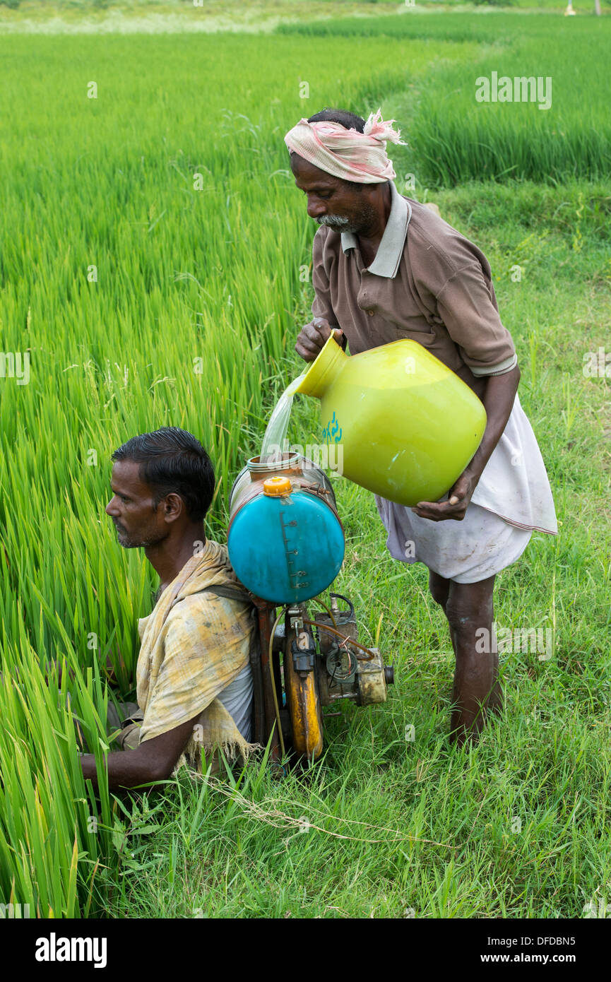 Indian uomo avente il suo irroratrice riempito di acqua e di pesticidi a spruzzo su un raccolto di riso. Andhra Pradesh, India Foto Stock
