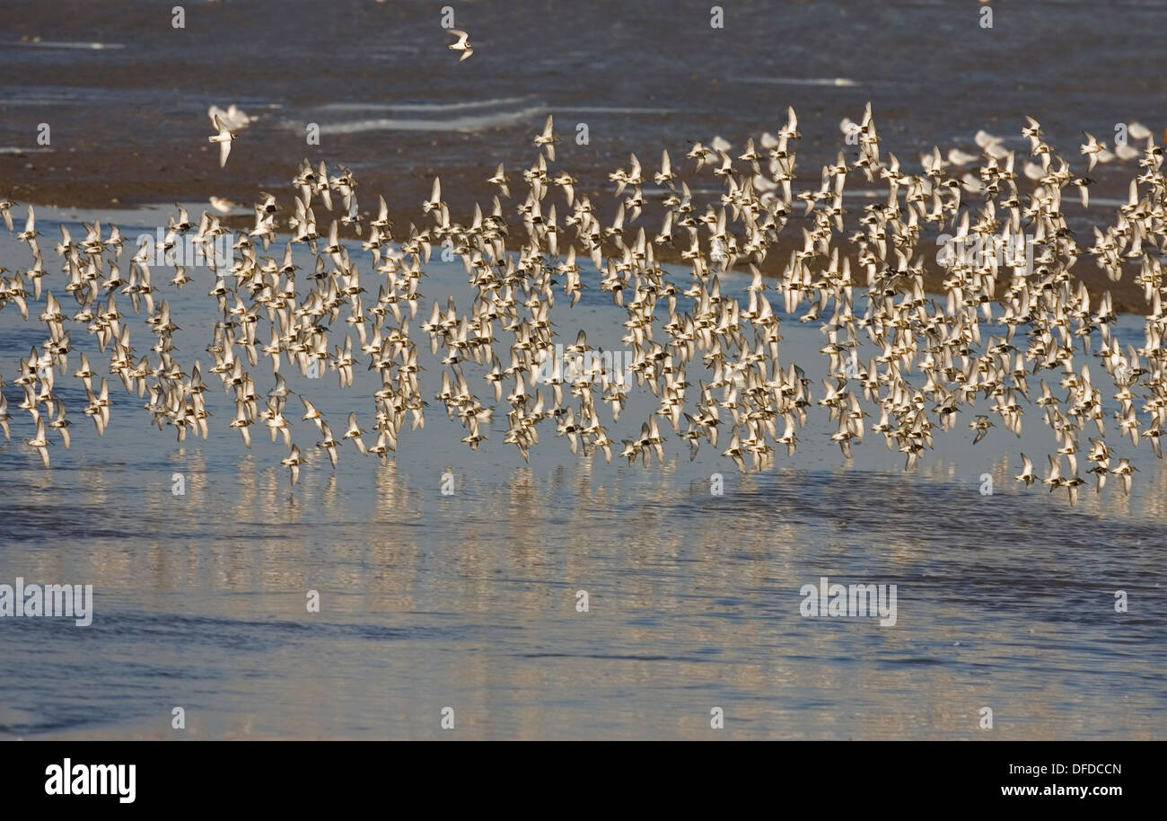 Dunlin Calidris alpina Foto Stock