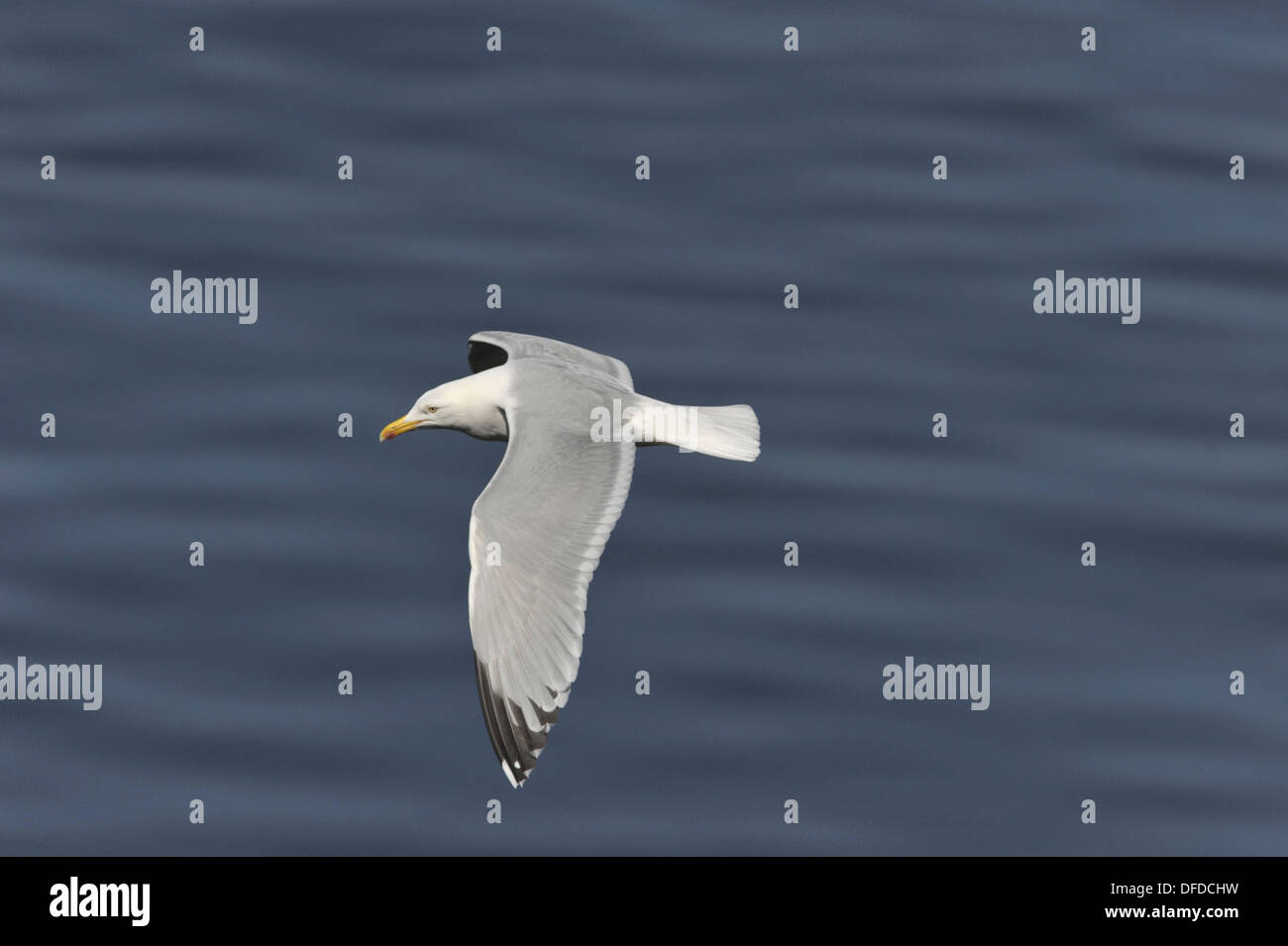 Herring Gull Larus argentatus Foto Stock