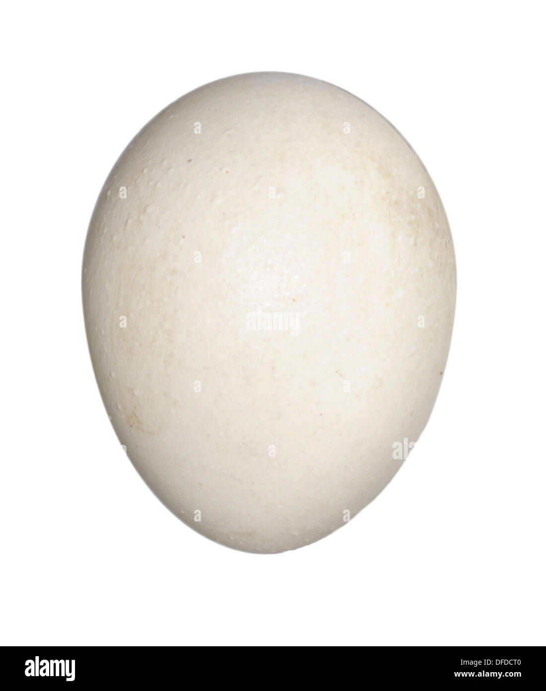 Civetta Athene noctua Foto Stock