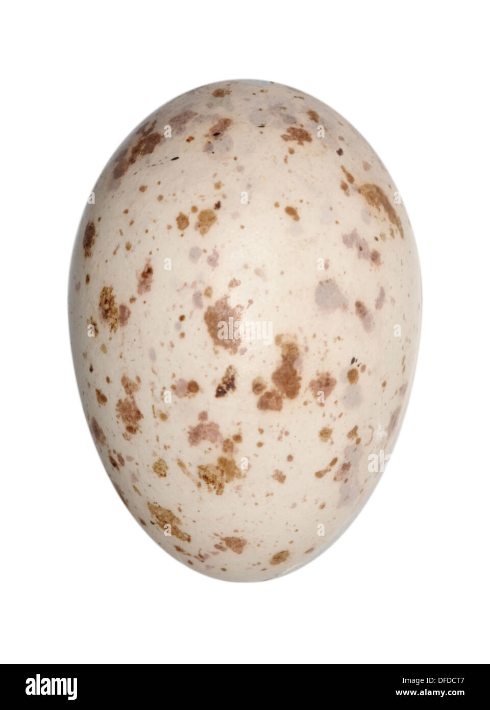 Mistle Thrush Turdus viscivorus Foto Stock