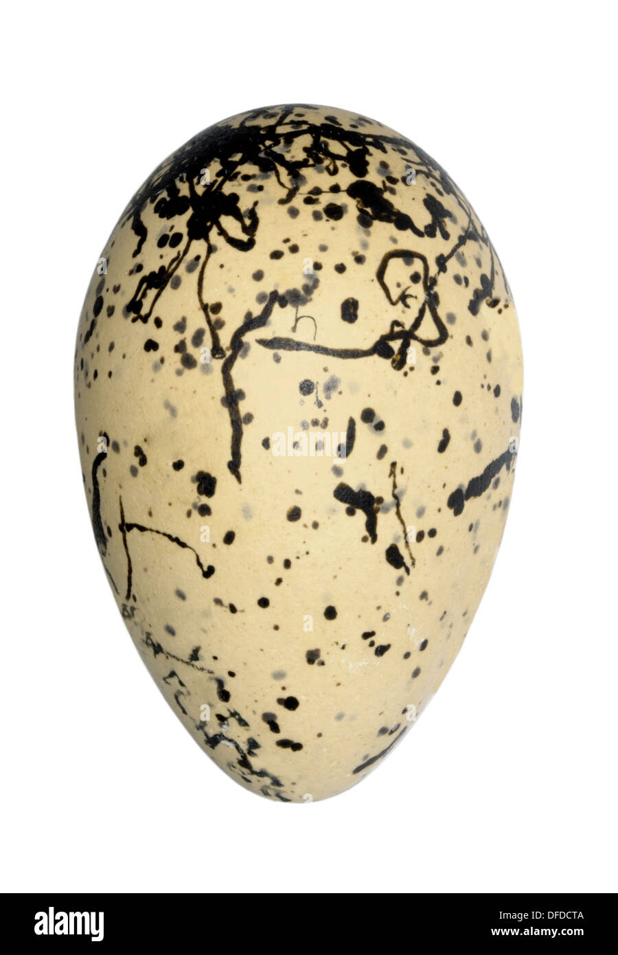 Oystercatcher Haematopus ostralegus Foto Stock