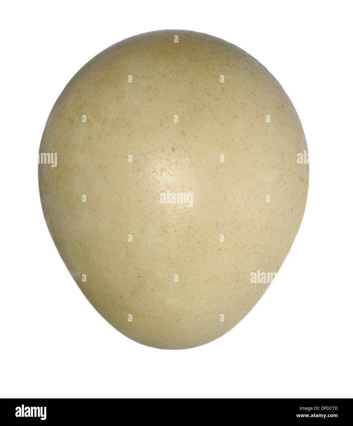 Pheasant Phasianus colchicus Foto Stock