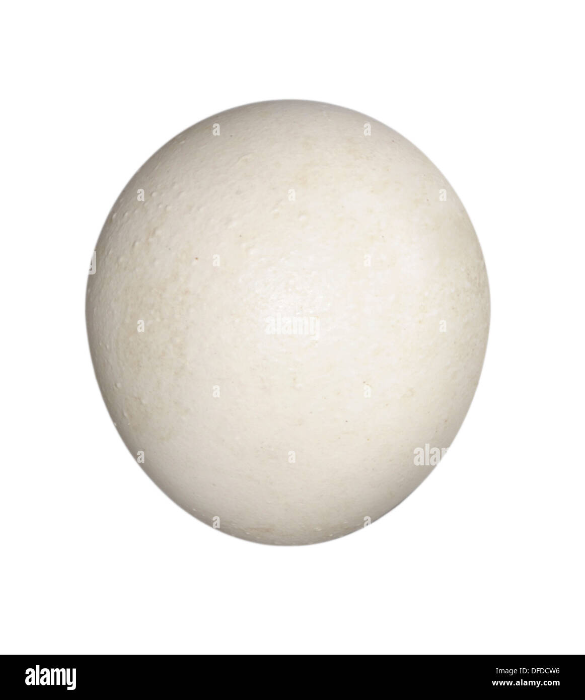 Allocco Strix aluco Foto Stock