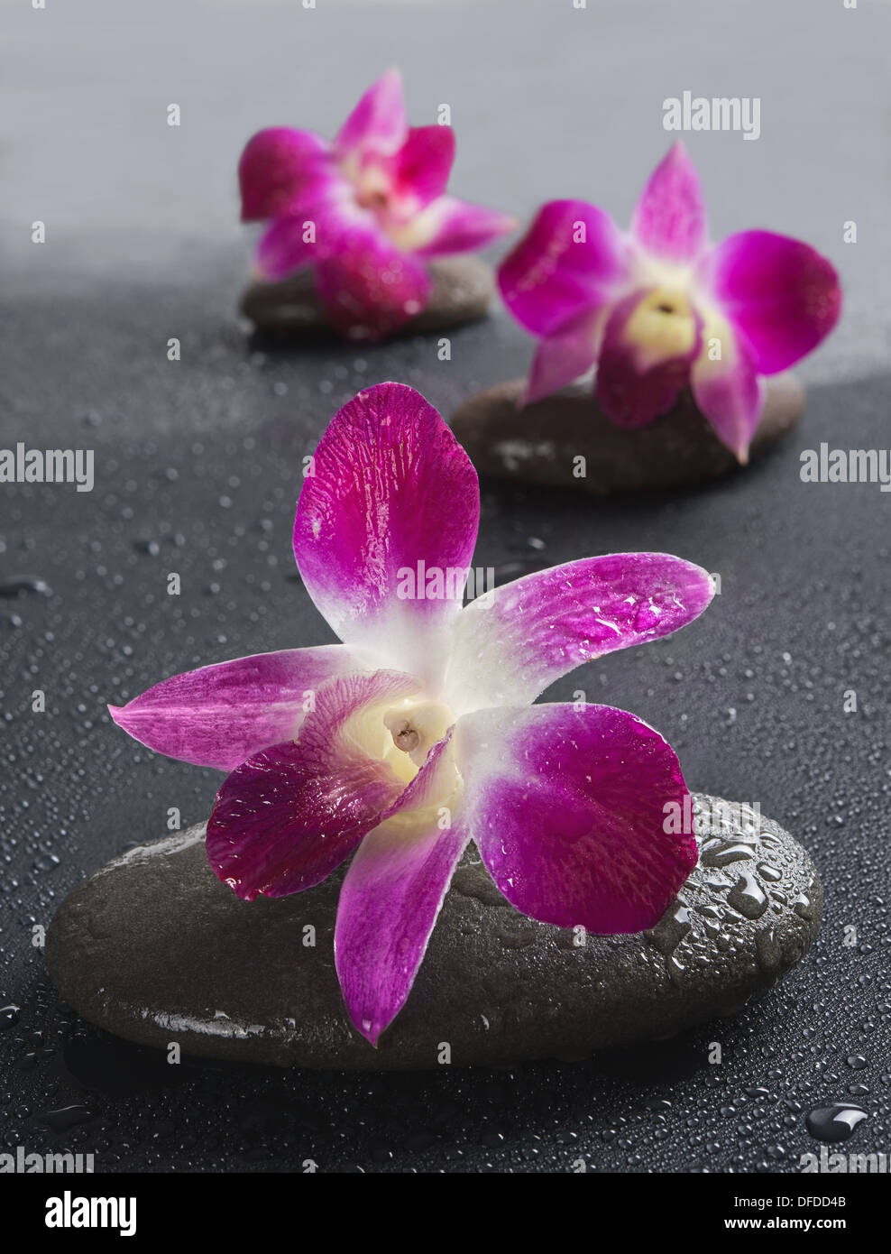 Pietre zen con fiori di orchidea su sfondo bianco.Shallow DOF Foto Stock