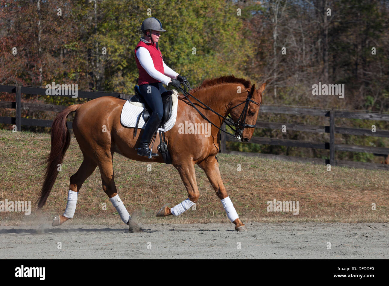 Donna che guida cavallo castagno dressage cavallo fuori Foto Stock