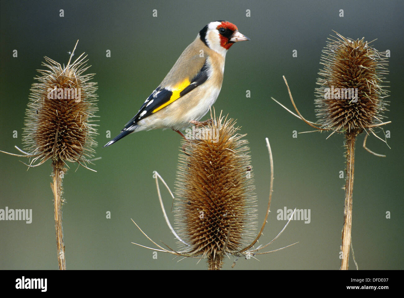 Cardellino Carduelis carduelis Foto Stock