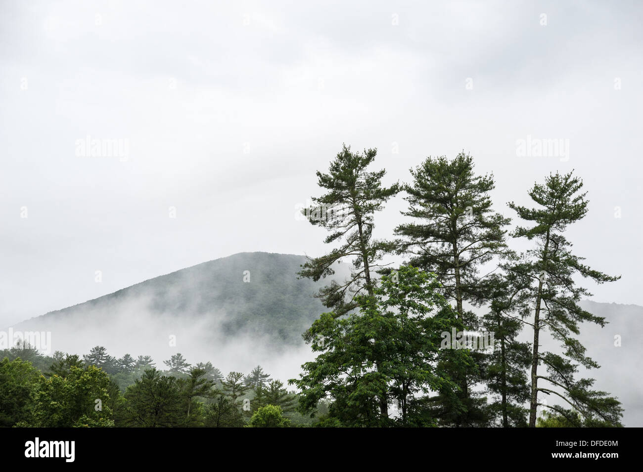 Alti pini si stagliano sullo sfondo di nuvole piovose estive appese in basso nelle montagne della Georgia settentrionale al Vogel State Park. (USA) Foto Stock