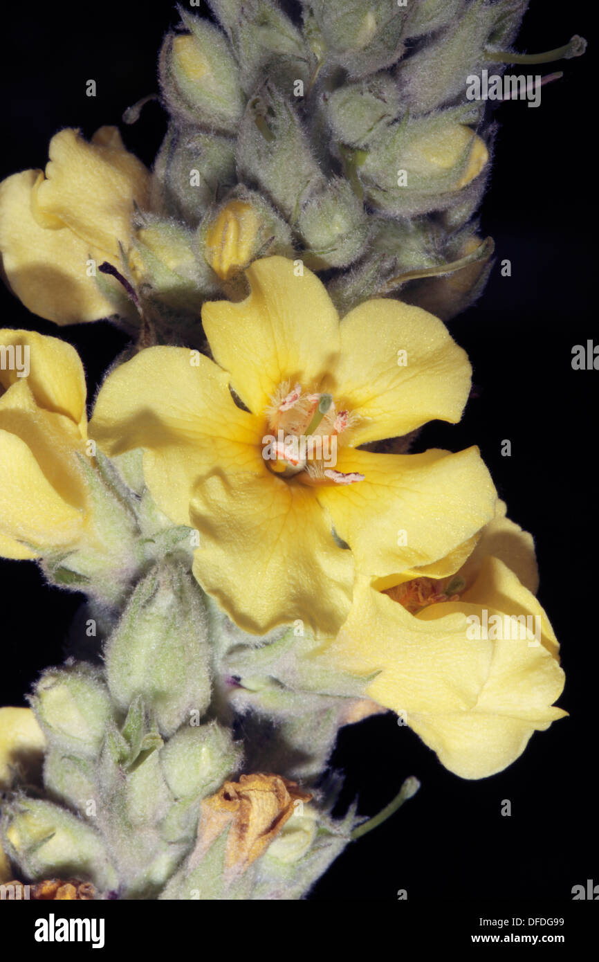 Close-up di Grande / Comune Mullein- Molène thapsus- Famiglia Scrophulariaceae Foto Stock