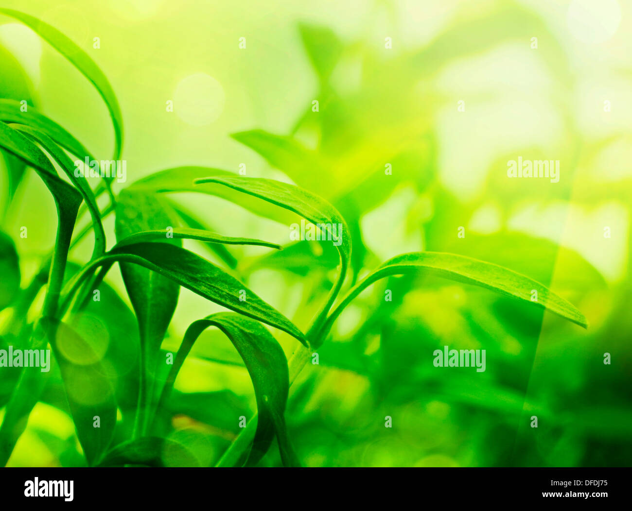 Immagine ravvicinata di prezzemolo fresco leafs Foto Stock