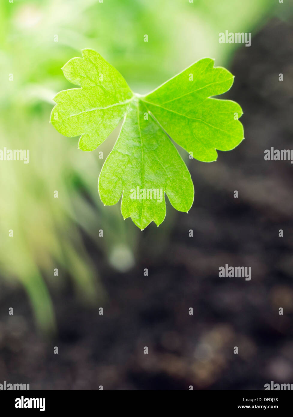 Immagine ravvicinata di prezzemolo fresco leafs Foto Stock