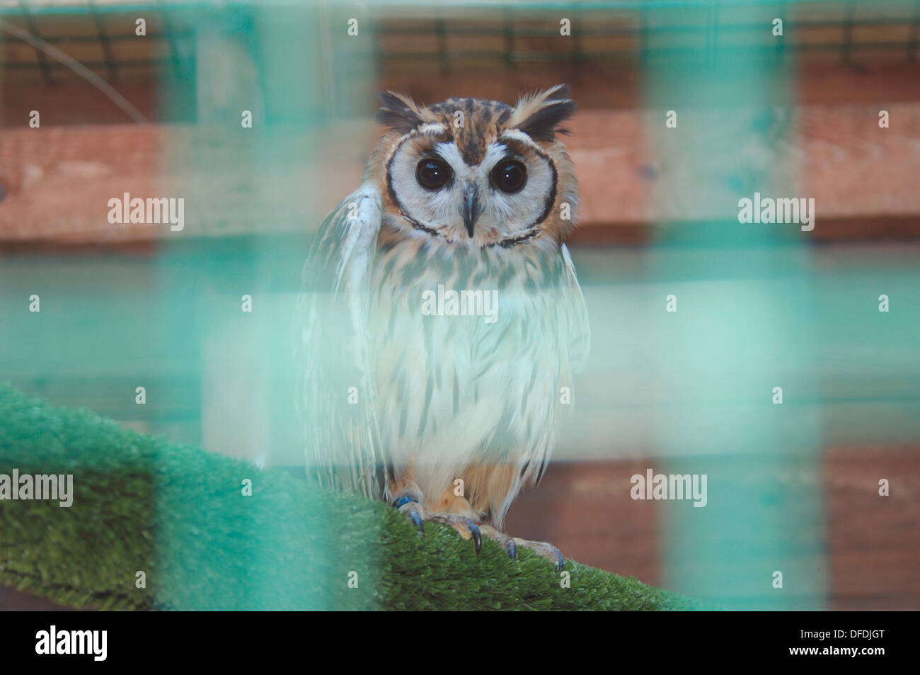 Captive "southern white di fronte assiolo' Foto Stock