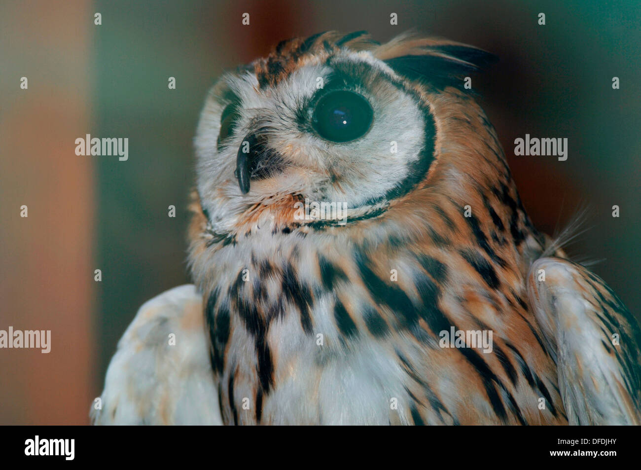 Captive "southern white di fronte assiolo' Foto Stock