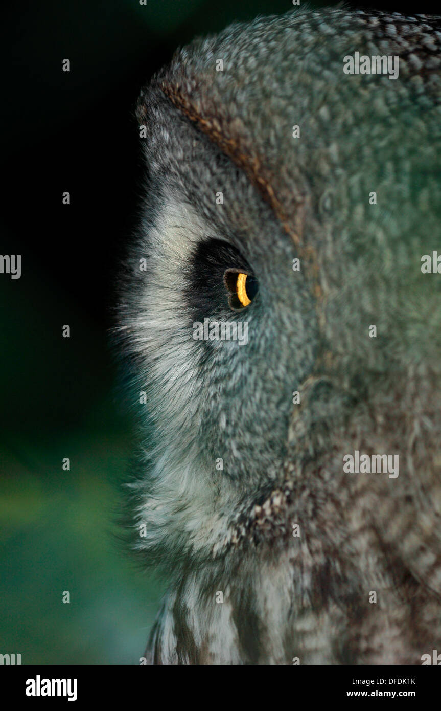 Ritratto di un grande grigio allocco (Strix nebulosa) Foto Stock