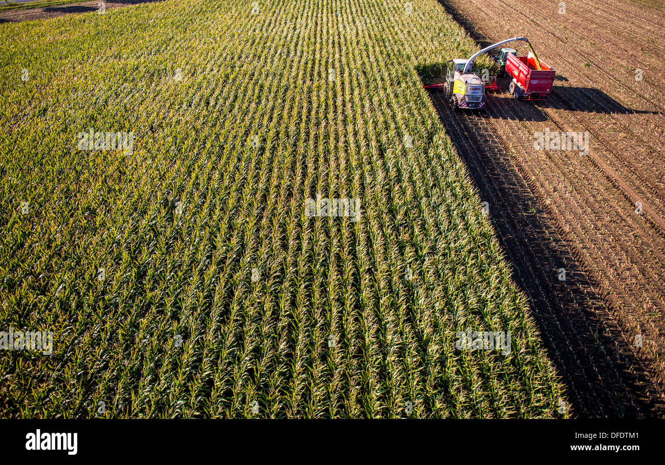 L'agricoltura, la raccolta del granoturco. Mietitrebbia Harvester Works attraverso un campo di mais. Il silaggio è pompata direttamente in un rimorchio. Foto Stock