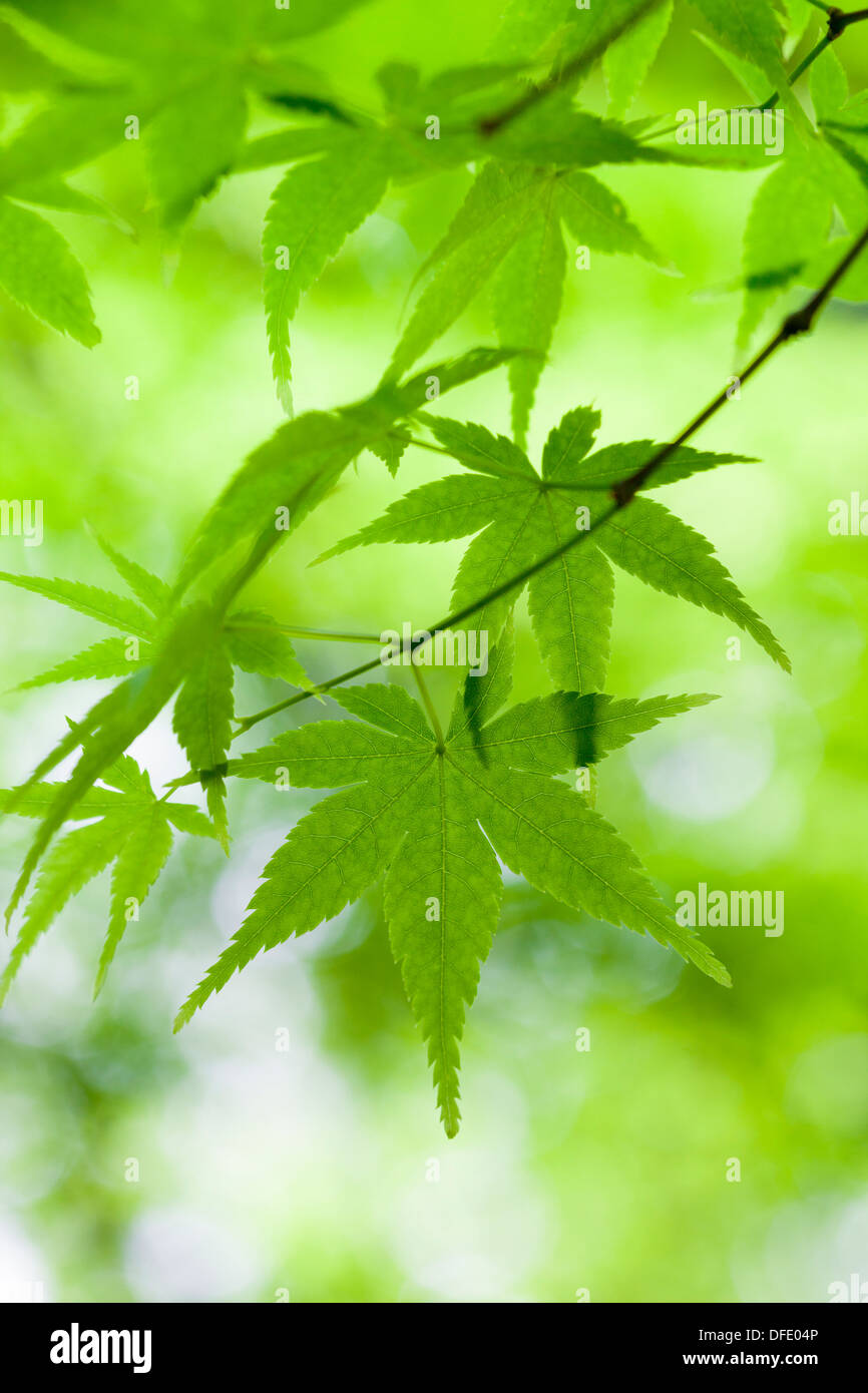 Close-up di verde brillante foglie di Acer con profondità di campo ridotta. Foto Stock