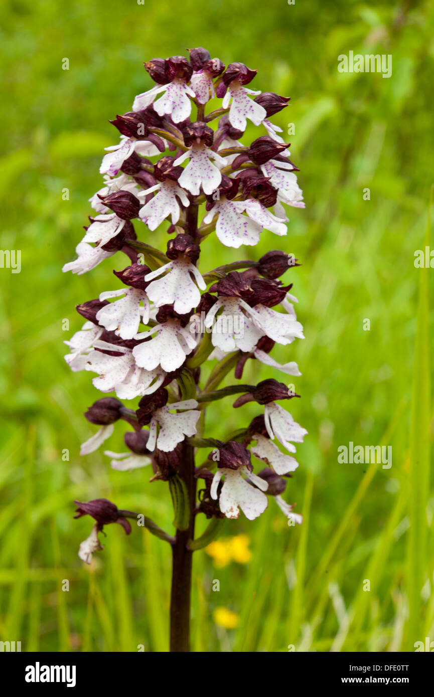 Infiorescenza di Lady Orchid, Orchis purpurea, Denge Wood, Kent, Regno Unito. Maggio. Foto Stock