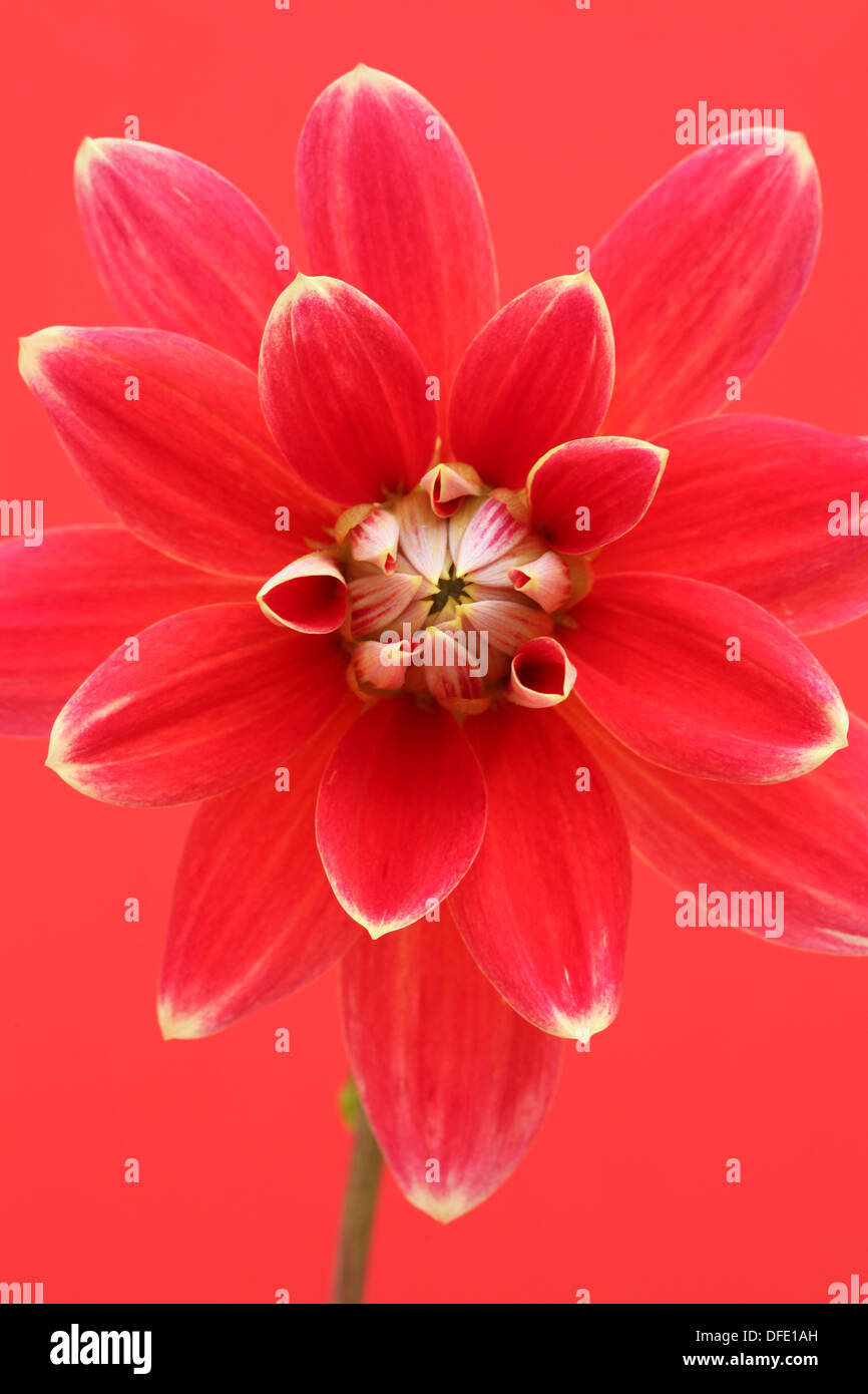 Dahlia 'Giardino Festival' Foto Stock