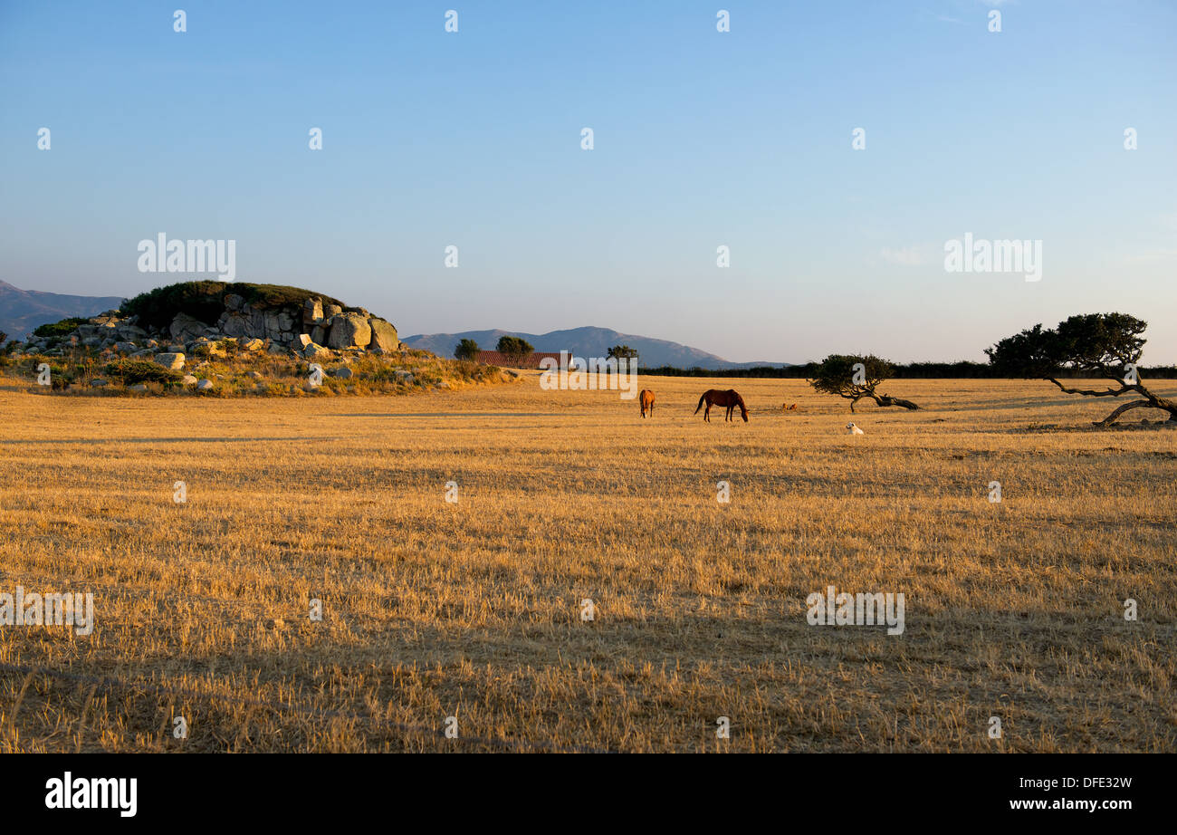 Prairie. Cavalli su Prairie su sfondo al tramonto. Paesaggio in una distanza. Agricoltura Raccolta foto. Paesaggio sardo. Foto Stock
