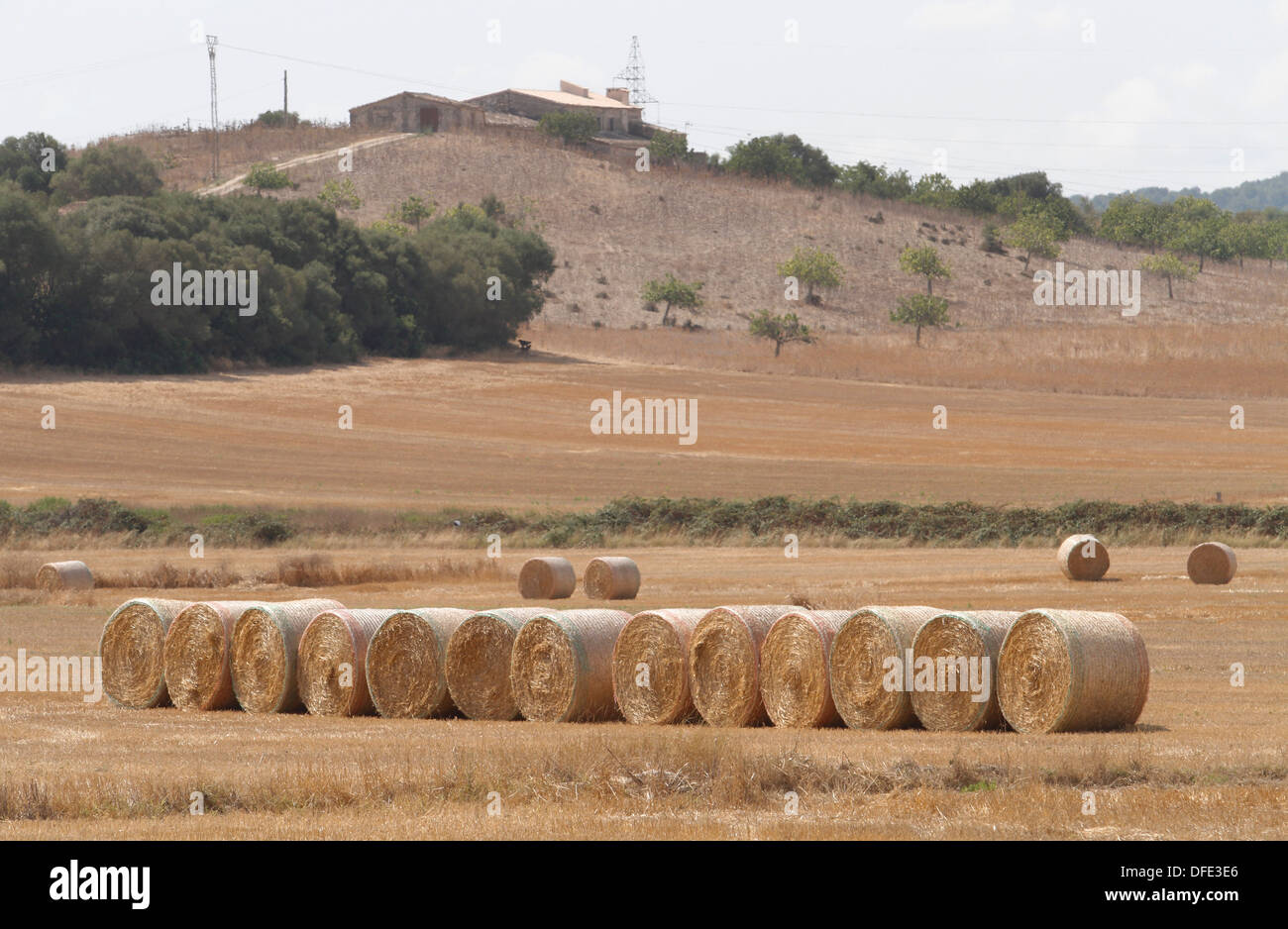 Cannucce visto su un campo in spagnolo isola delle Baleari di Maiorca. Foto Stock