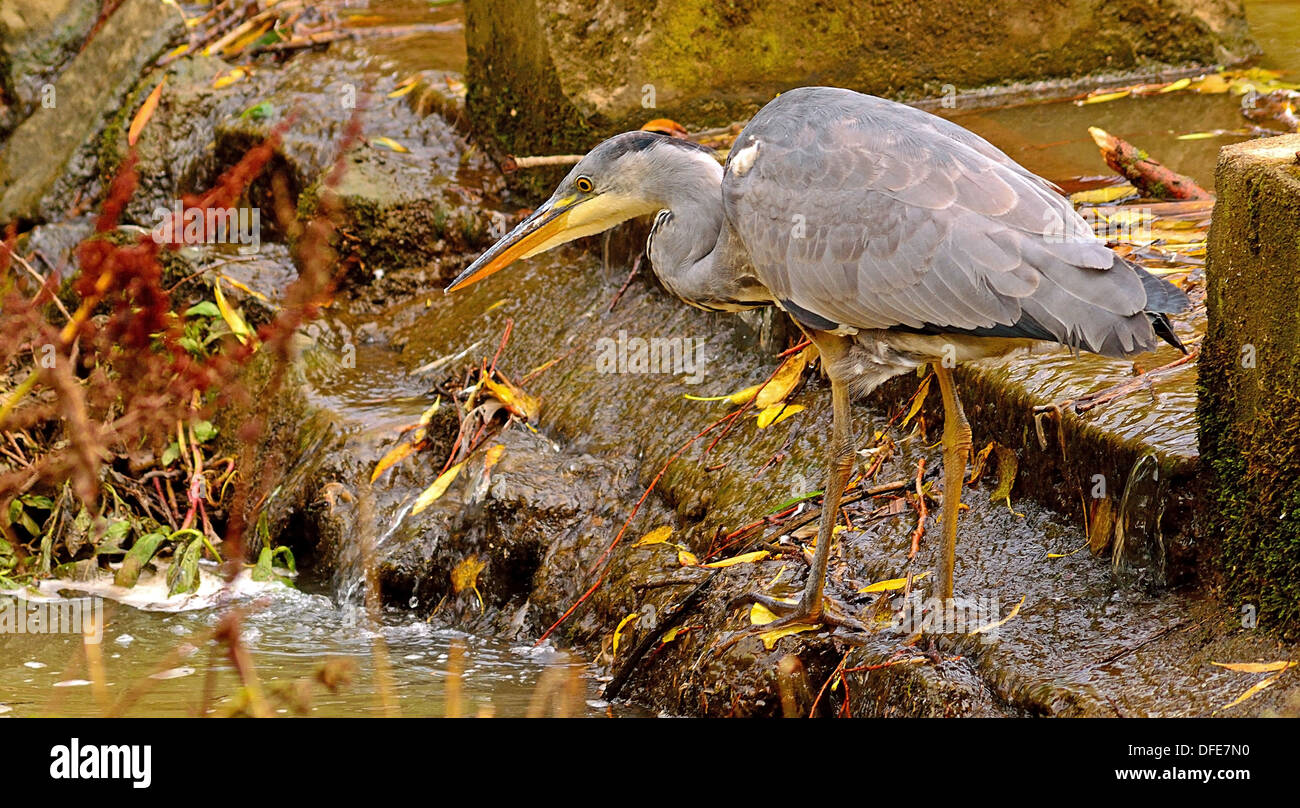 Airone di pesca su waterbreak / dam in posizione di parcheggio Foto Stock