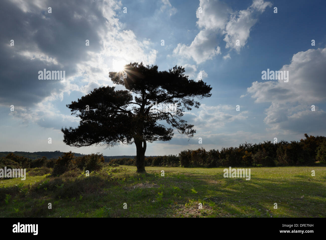 Lone Pine Tree sulla pianura Bratley. New Forest National Park, Hampshire, Regno Unito. Foto Stock