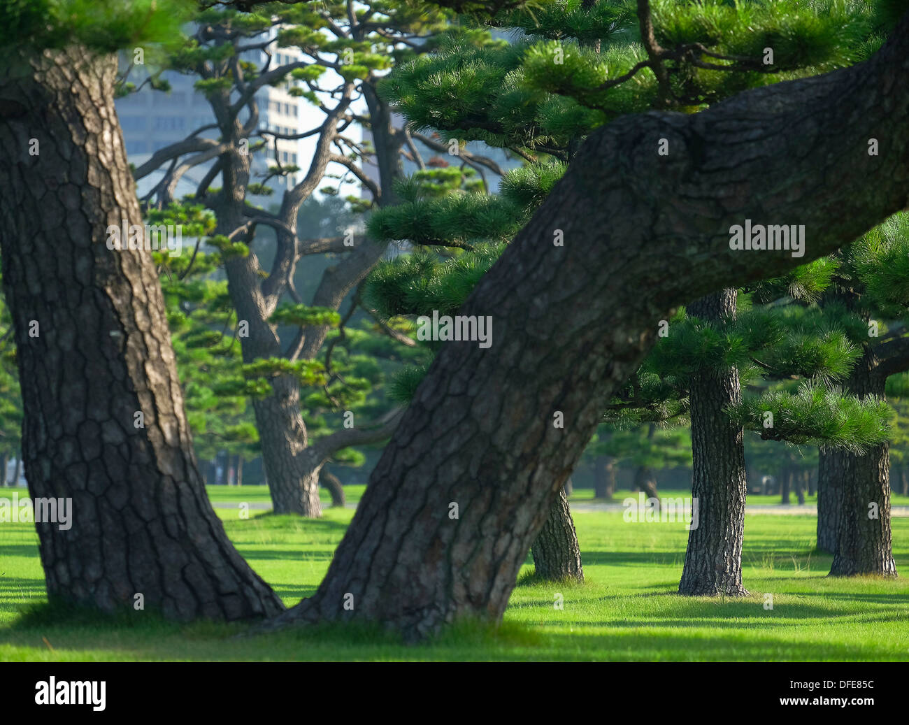 Il nero di alberi di pino sui prati. Il Palazzo Imperiale di area di parcheggio. Foto Stock