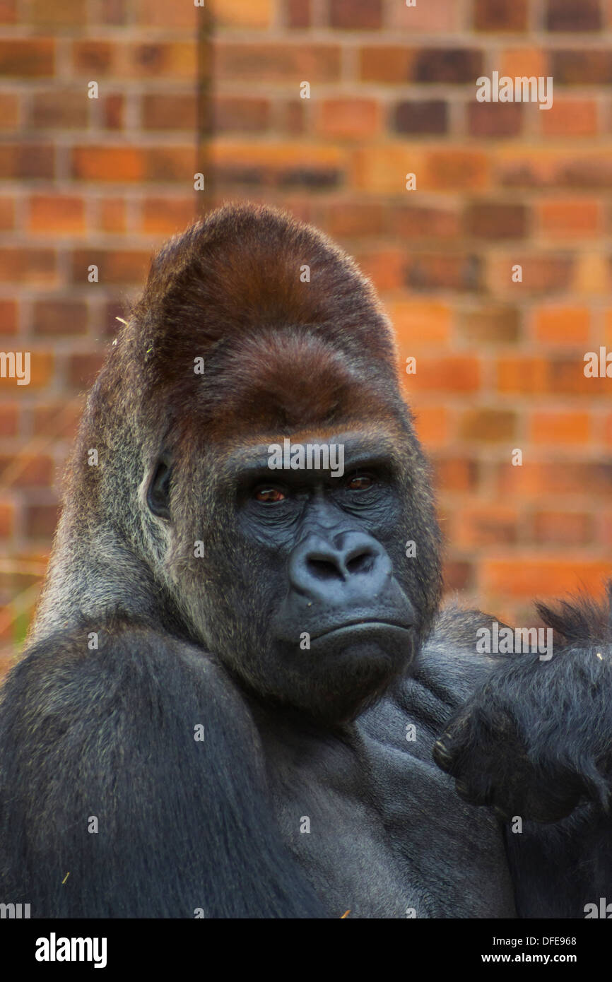 Un Close up ritratto di Gorilla seduto su erba in uno zoo Foto Stock