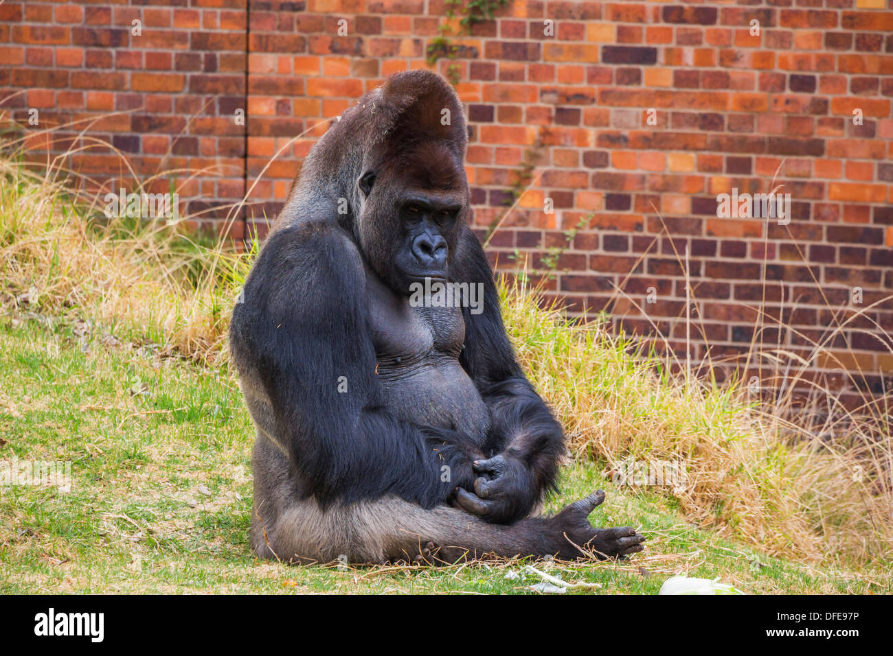 Un ritratto di Gorilla seduto su erba in uno zoo Foto Stock
